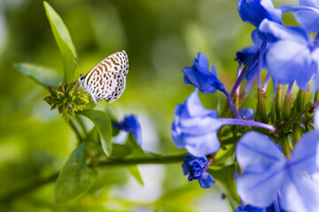 Little brown butterfly on blue flowers, on a sunny day