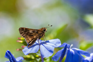Little brown butterfly on blue flowers, on a sunny day