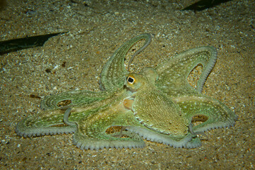Unterwasserfoto eines Oktopus auf Sandboden im Mittellmeer, Costa Brava, Spanien, Octopus vulgaris