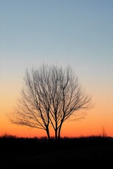 Fototapeta premium Silhouette tree at sunset peaceful landscape