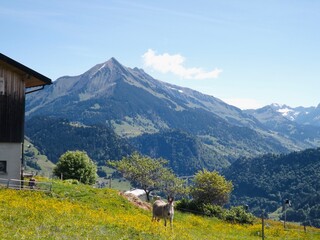 A lone grey donkey stands in a bright yellow wildflower meadow on a hillside, overlooking a scenic...