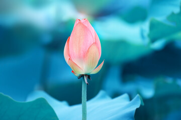 lotus flower blooming in summer pond with green leaves as background