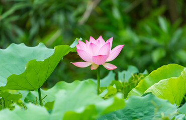 lotus flower blooming in summer pond with green leaves as background