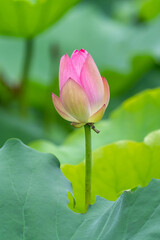lotus flower blooming in summer pond with green leaves as background
