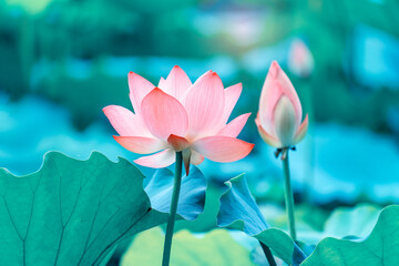 lotus flower blooming in summer pond with green leaves as background