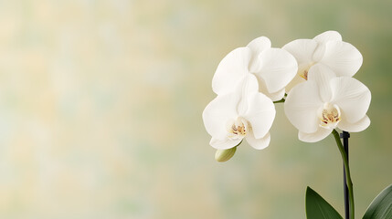 White orchid flower on soft light colored background  