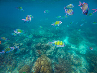 Vibrant and colorful sergeant major fish travel in aggregation, in shoal, while feeding, swimming...