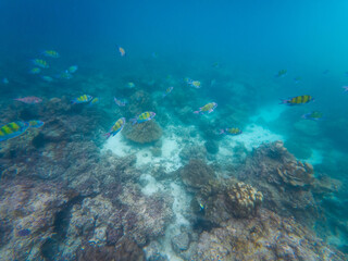 Vibrant and colorful sergeant major fish travel in aggregation, in shoal, while feeding, swimming...