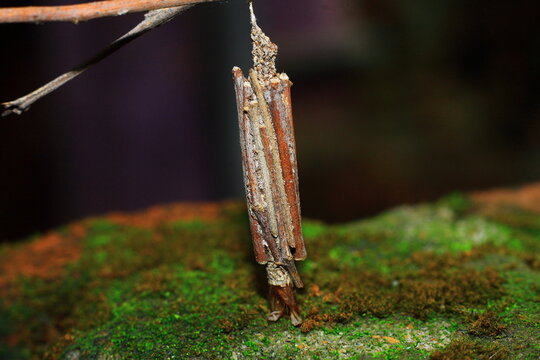 bagworm case moth closeup macro photography
