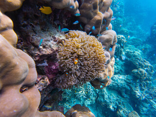 Thailand sea life exploring, an enchanting world of diverse marine life, immersive oceanic fish and...