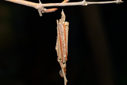 bagworm case moth Insect Extreme Close-Up macro photography Nature Background