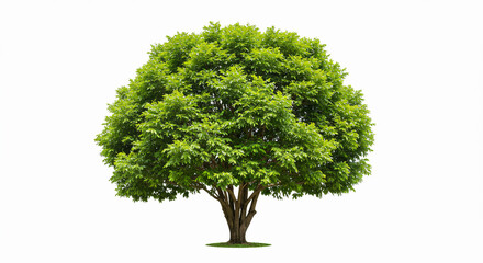 A single tree with a full green canopy and a visible trunk isolated on a white background in daylight