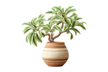 Obraz premium PNG Potted variegated green plant in terracotta clay pot isolated on white