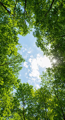 Skyward View: Bright blue sky framed by vibrant green leaves