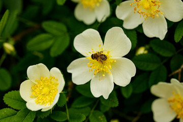 Yellow rosehip flowers in the spring garden on a warm sunny day