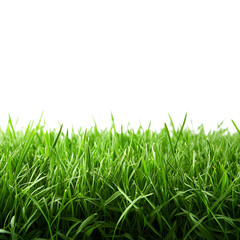 Lush green grass close up on transparent background