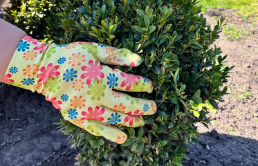 Woman's hand in floral garden glove touching green shrub. Concept of spring gardening, plant care, and outdoor landscaping