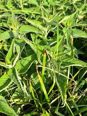 Close-up of fresh stinging nettle in natural environment. Medicinal herb and wild edible plant growing in green grass under sunlight