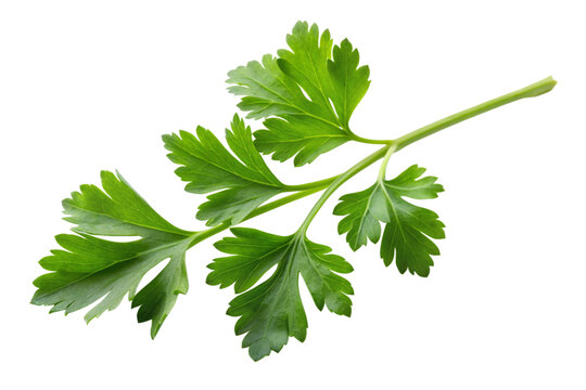 A single sprig of flat-leaf parsley on Transparent Background