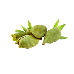 Fresh Green Cardamom Pods – Vibrant & Aromatic Elettaria Cardamomum for Authentic Culinary...