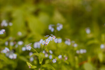 Forget-me-nots. The flowers are blue. A genus of herbaceous plants of the Boraginaceae family. Nature.