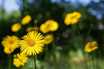 Flower. Doronicum. A genus of herbaceous rhizomatous plants of the Asteraceae family. Gardening.