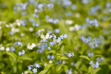 Forget-me-nots. The flowers are blue. A genus of herbaceous plants of the Boraginaceae family. Nature.