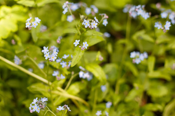 Forget-me-nots. The flowers are blue. A genus of herbaceous plants of the Boraginaceae family. Nature.