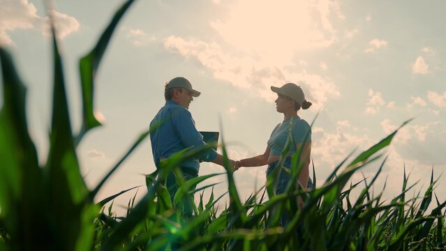 Farmers man and woman work shaking hands in field. Fellow farmers check growth of corn by analyzing harvest laptop. Farmers talk, business people, teamwork. Business, agricultural workers, agronomist