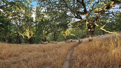 sheep