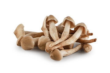 Termite mushrooms isolated on white background with clipping path,Teratophilia ,Termitomyces fuliginosus Heim, Edible thai mushroom.