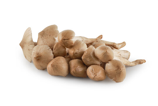 Termite mushrooms isolated on white background with clipping path,Teratophilia ,Termitomyces fuliginosus Heim, Edible thai mushroom.