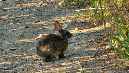 rabbit in the grass
