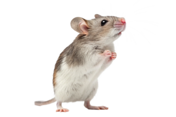 Curious Gray Rat Looking Around Isolated on Transparent Background
