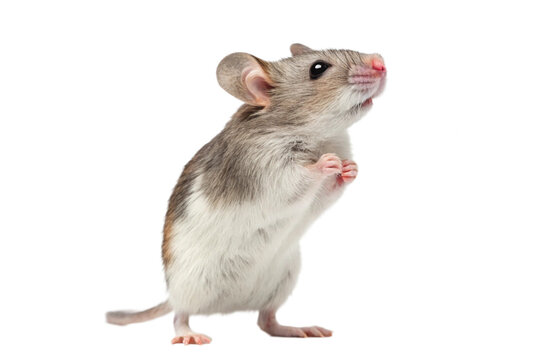 Curious Gray Rat Looking Around Isolated on Transparent Background