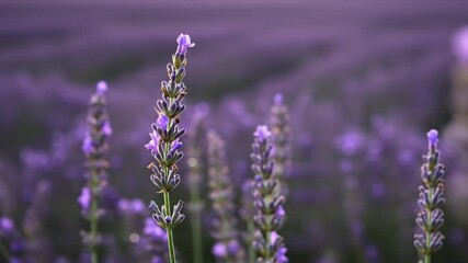 Close-up of vibrant lavender flowers in a vast field during golden hour, creating a serene atmosphere - Powered by Adobe