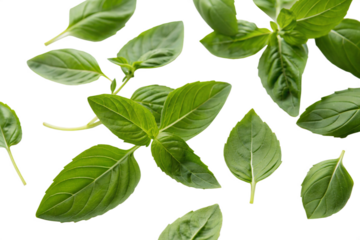 Holy Basil Ocimum Sanctum Fresh Leaves Isolated on Transparent Background