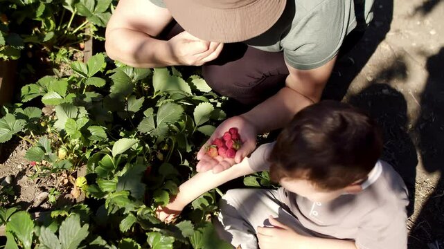 Child and grandmother picking strawberries in garden