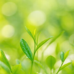 新鮮な緑茶の葉、自然な背景、春のイメージ