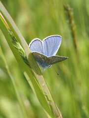 European Common Blue (Polyommatus icarus)