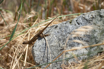 A brown lizard perches on a weathered rock surrounded by dry grass and pine needles in Big Sur, California on May 24, 2020