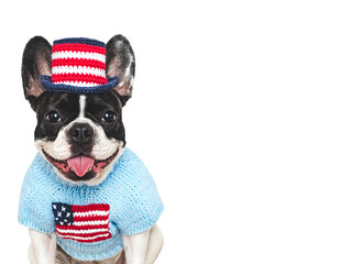 Cute puppy, top hat and American Flag. Dog smile. Closeup, indoor. Studio shot. Congratulations for...
