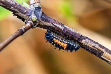 Here is a captivating closeup image of a beautiful, colorful caterpillar perched on a branch within its natural habitat, showcasing the intricate details of this fascinating arthropod