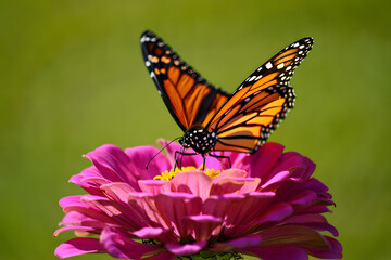 Monarch butterfly on a vibrant pink zinnia flower in a lush green garden