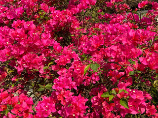 Bougainvillea blooms, showcasing a stunning natural pink floral backdrop.