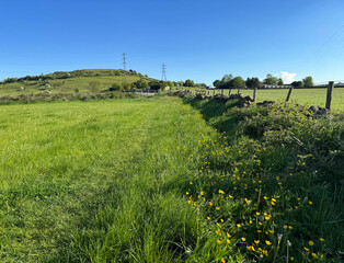 A lush green field stretches toward a gently sloping hill under a clear blue sky, with bright yellow wildflowers scattered along a pathway, high on the hills above, Harden, Bingley, UK