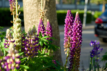 Tree pit garden for urban greening and climate adaptation. Small garden with plants around a tree. Boomspiegeltuin.