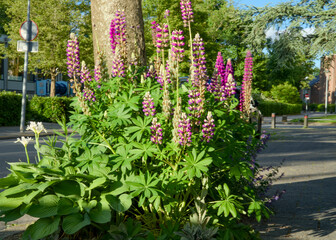 Tree pit garden for urban greening and climate adaptation. Small garden with plants around a tree. Boomspiegeltuin.
