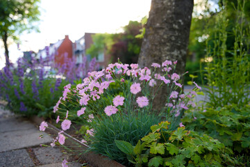 Tree pit garden for urban greening and climate adaptation. Small garden with plants around a tree. Boomspiegeltuin.