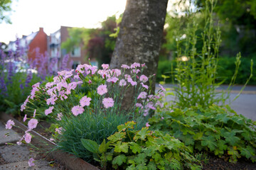 Tree pit garden for urban greening and climate adaptation. Small garden with plants around a tree. Boomspiegeltuin.